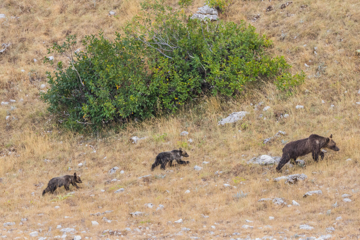 Marsican brown bear (Ursus arctos marsicanus) female with cubs feeding on buckthorn (Rhamnus alpina) berries on a mountain slope in summer. Central Apennines