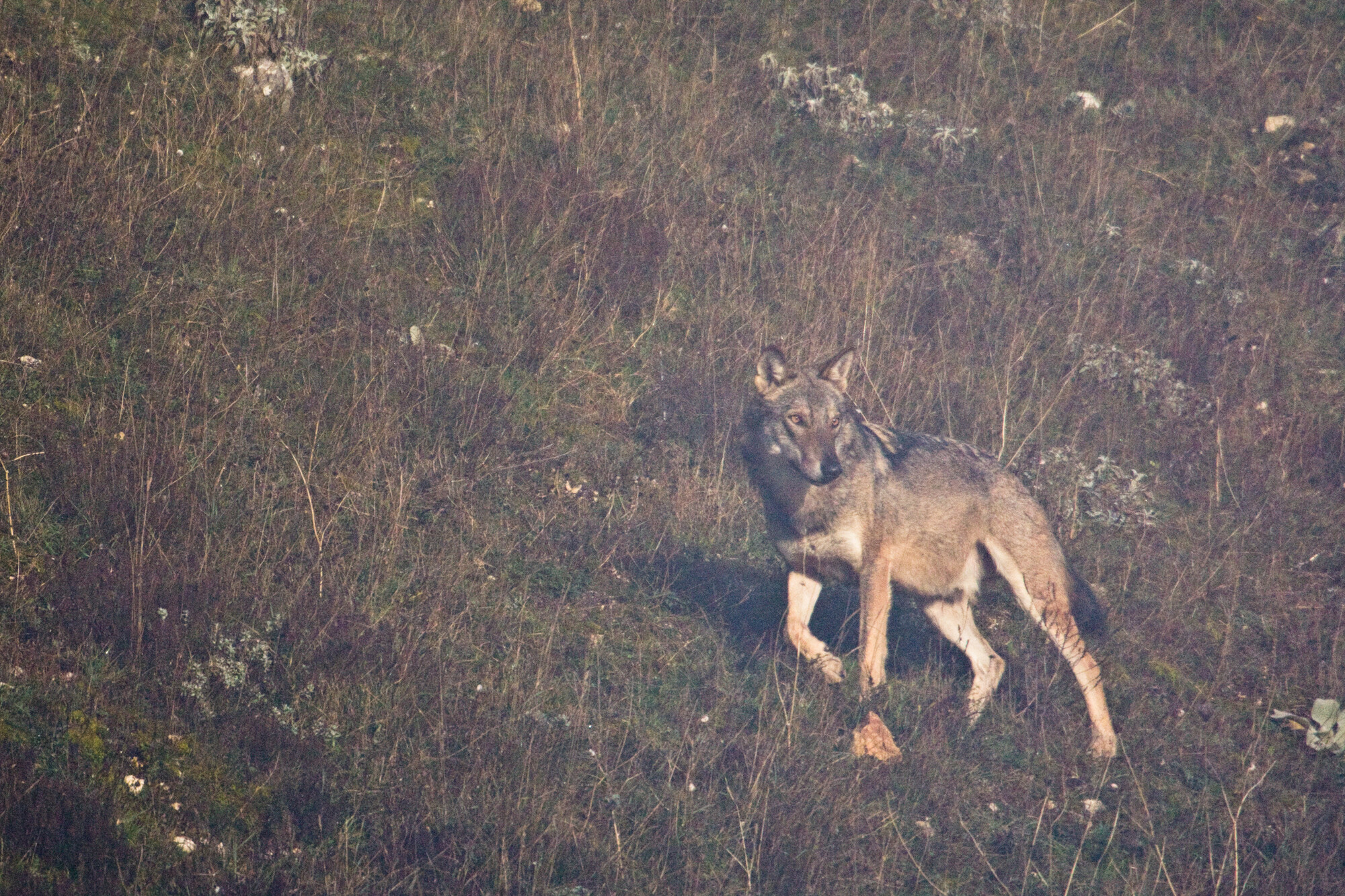 Apennine / Italian wolf (Canis lupus italicus) adult male walking on mountain slope in fog. Abruzzo, Central Apennines, Italy. Nov 2009