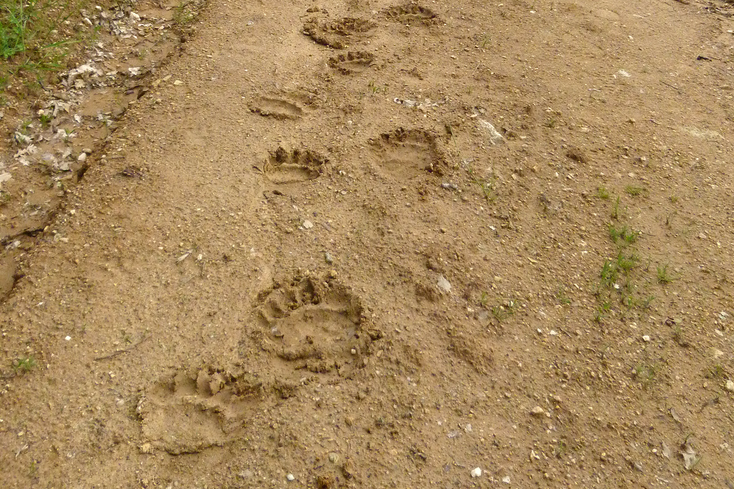 E4. Study for the delineation and mapping of the thematic “bear trail” in Trikala