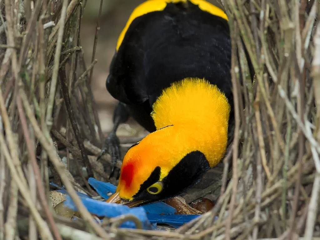 BOWERBIRDHOUSE/Wikimedia Commons