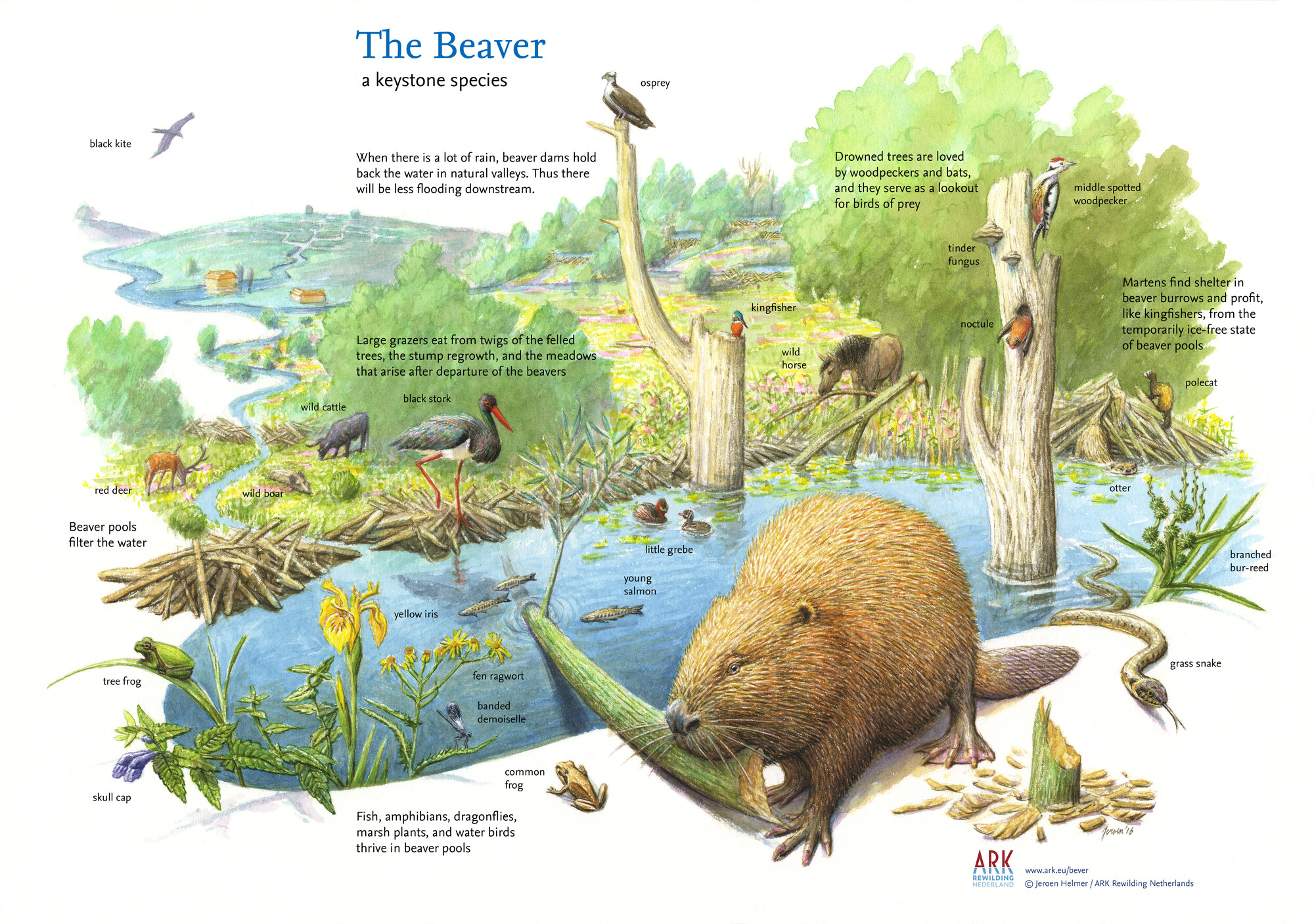 illustration by Jeroen Helmer/ Ark Rewilding Netherlands