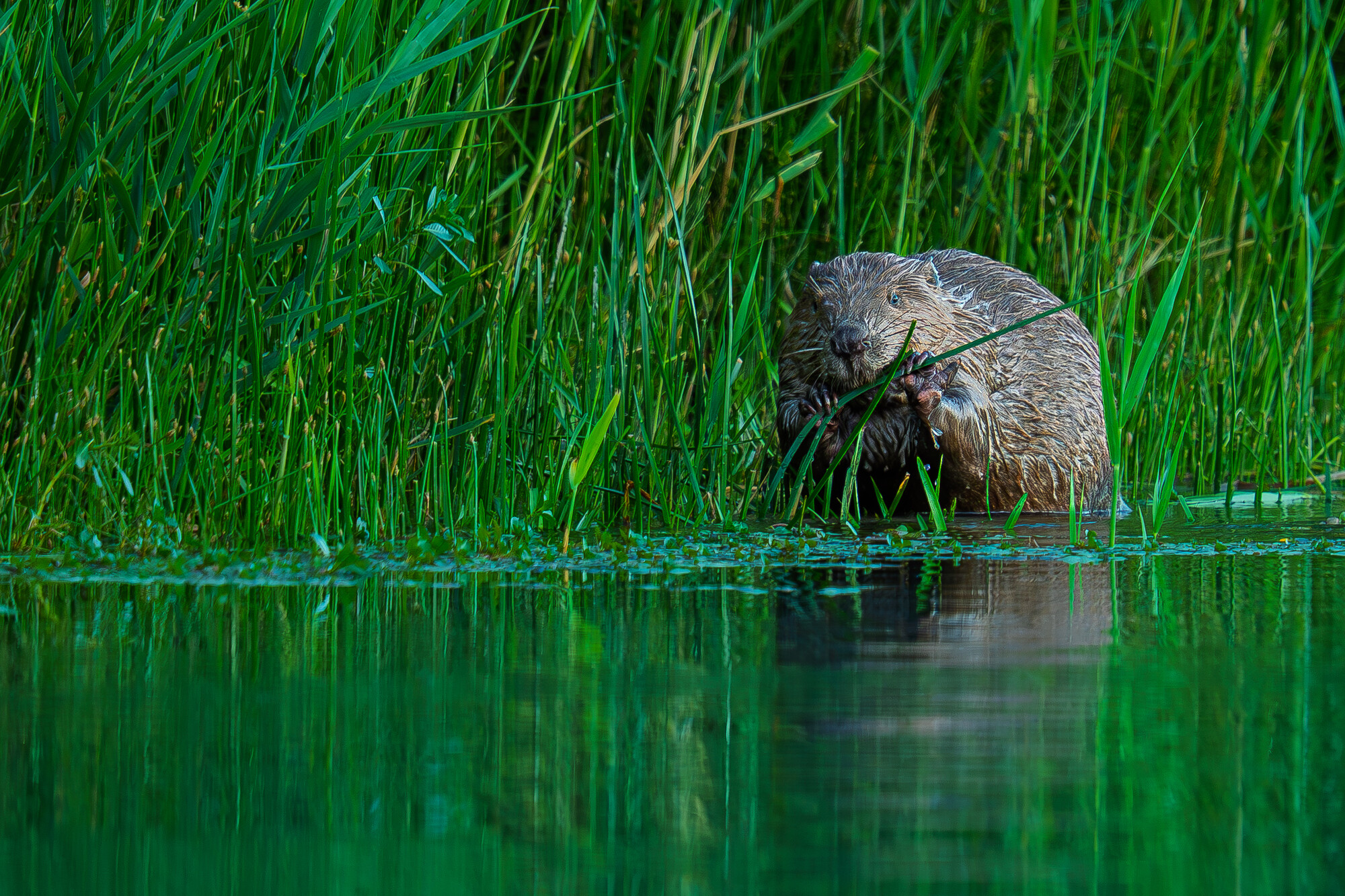 A beaver is on a French river shore in the Dauphiné Alps