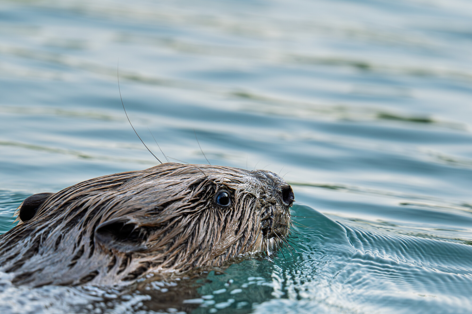 A beaver is swimming along in a French river in the Dauphiné Alps