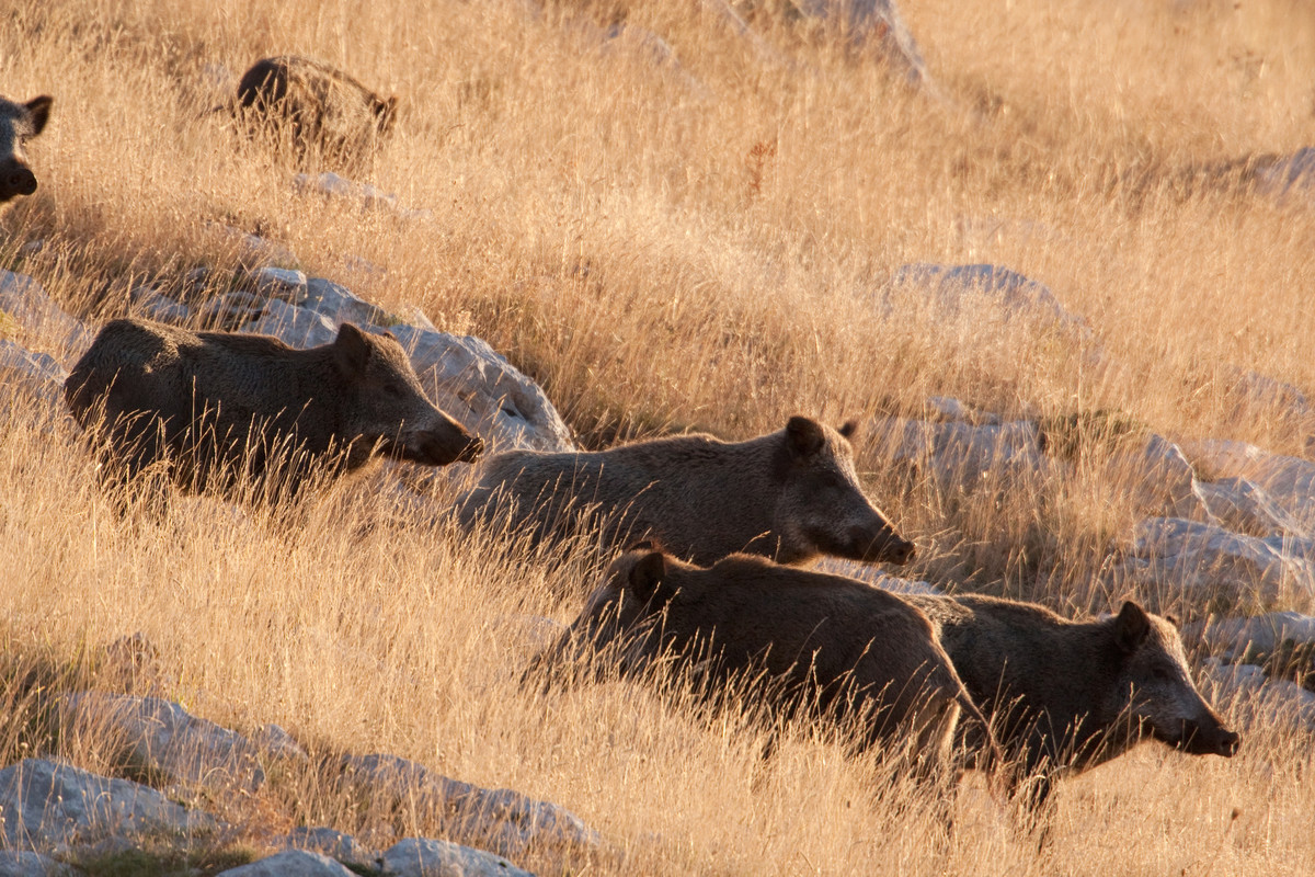 Wild boars (Sus scropha) in tall grass on autumn morning. Abruzzo, Central Apennines, Italy. September 2010