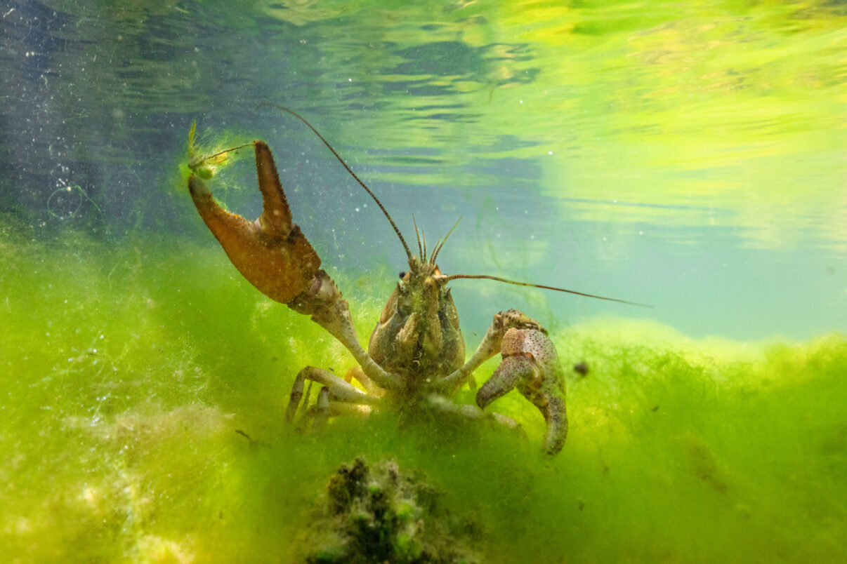 A white-clawed crayfish underwater in an Italian stream. Central Apennines, Italy.