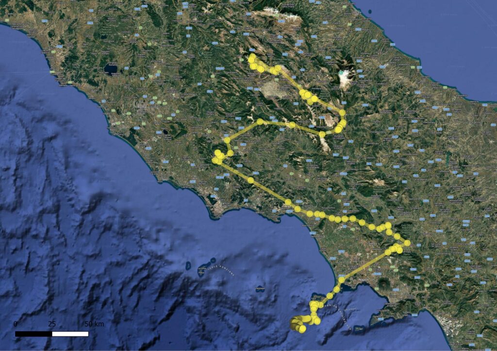 The route taken by the young griffon vulturein dispersion, leading it towards the island of Ischia.