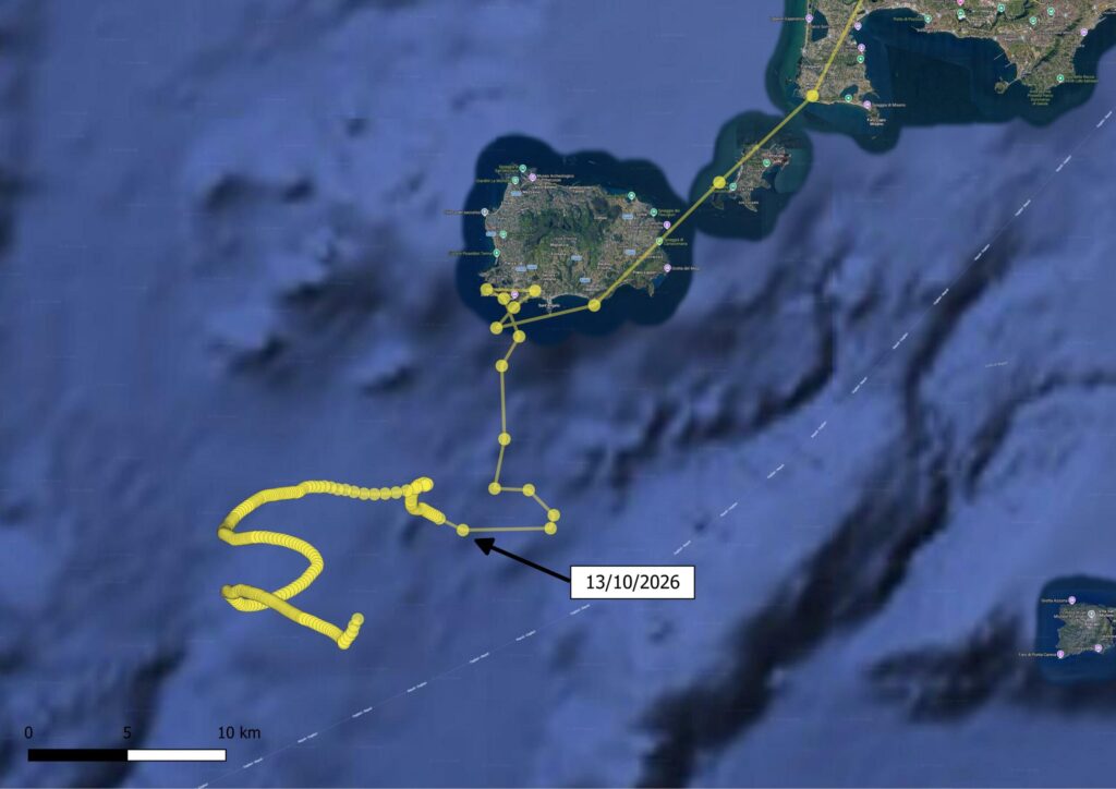 A detailed view of the griffon vulture’s GPS track, which changes after 13 October, showing how the bird was carried along by ocean currents.