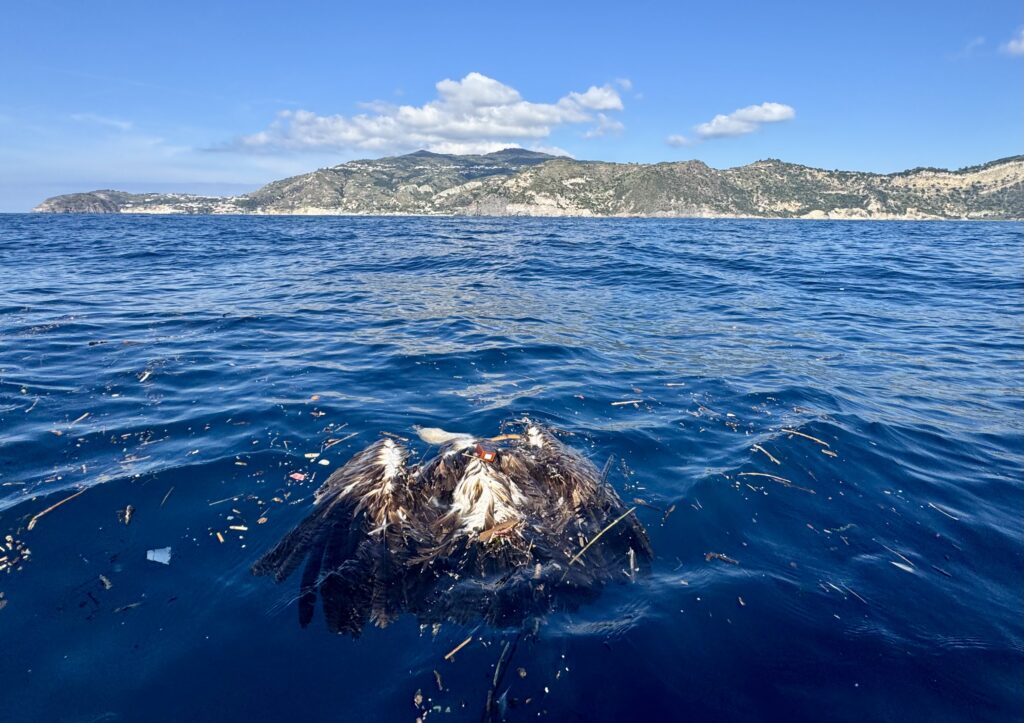 The griffon vulture’s body, found at sea, with the GPS transmitter clearly visible.