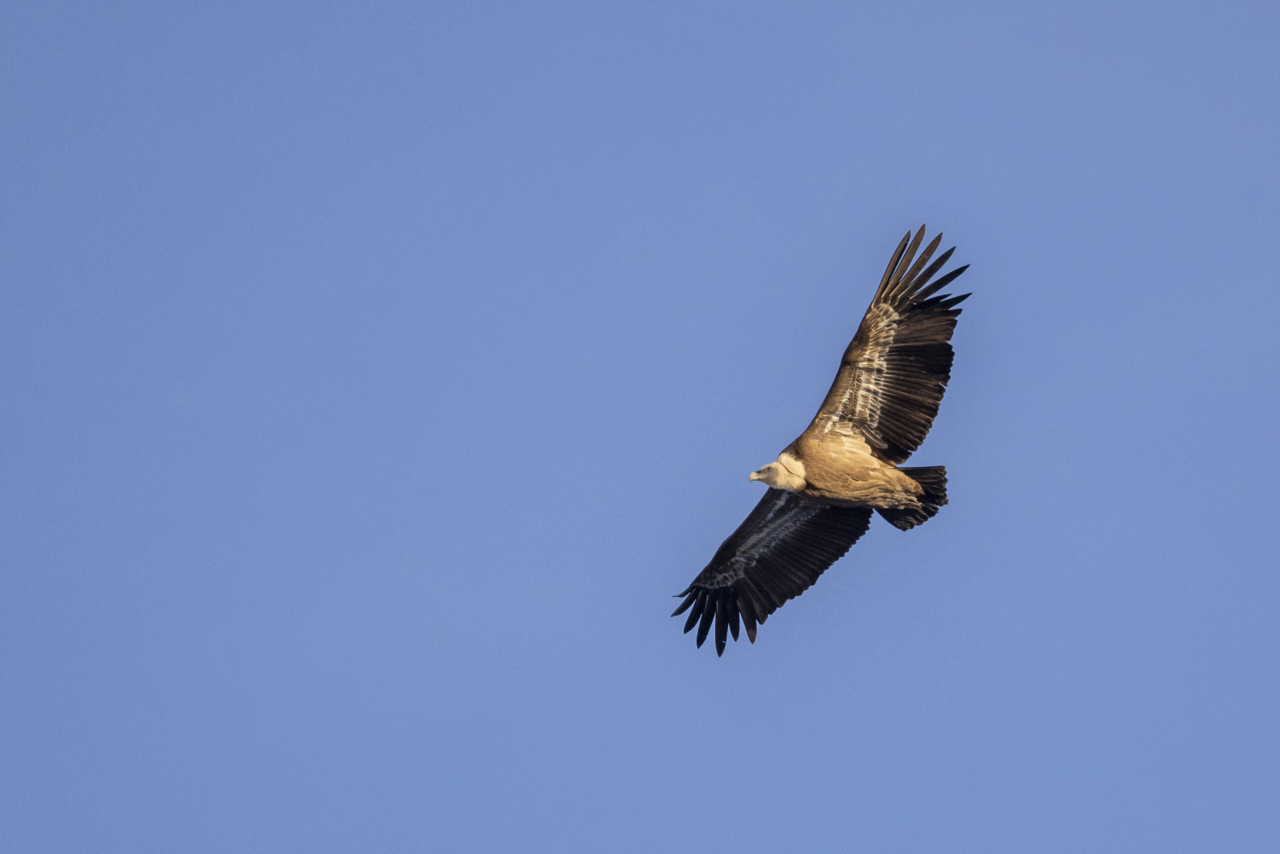 Griffon vulture (Gyps fulvus) soaring in Sirente - Velino Regional Park.