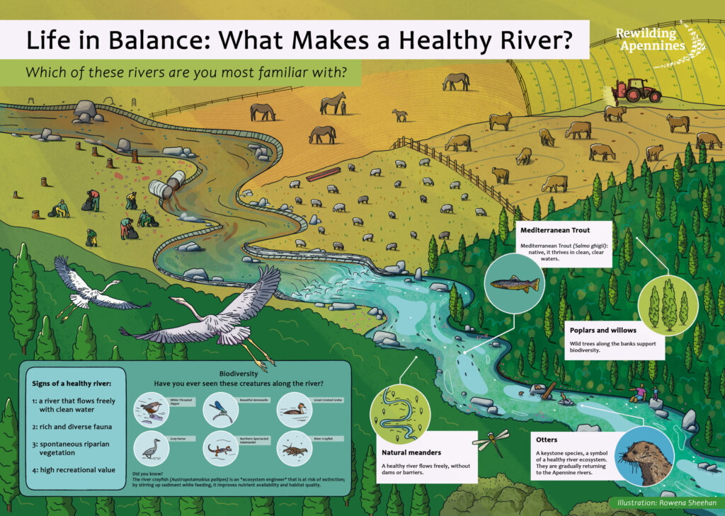 Illustration of a healthy river, by Rowena Sheehan.